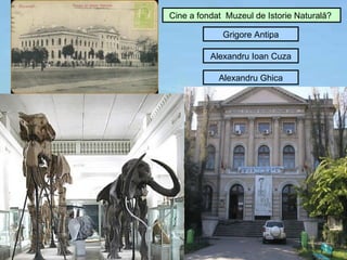 Cine a fondat Muzeul de Istorie Naturală?

             Grigore Antipa

          Alexandru Ioan Cuza

            Alexandru Ghica
 