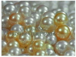 CULTURING
FRESHWATER PEARLS
   BY: NEIVA LABRECQUE
 