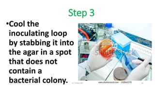 Step 3
•Cool the
inoculating loop
by stabbing it into
the agar in a spot
that does not
contain a
bacterial colony.21-02-2016 Dr T.V.Rao MD 10
 
