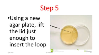 Step 5
•Using a new
agar plate, lift
the lid just
enough to
insert the loop.
21-02-2016 Dr T.V.Rao MD 12
 