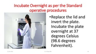 Incubate Overnight as per the Standard
operative procedures
•Replace the lid and
invert the plate.
Incubate the plate
overnight at 37
degrees Celsius
(98.6 degrees
Fahrenheit).
21-02-2016 Dr T.V.Rao MD 20
 