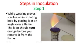Steps in Inoculation
Step 1
•While wearing gloves,
sterilize an inoculating
loop by placing it at an
angle over a flame.
The loop should turn
orange before you
remove it from the
flame.
21-02-2016 Dr T.V.Rao MD 7
 