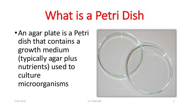 Culturing On Petri Dish