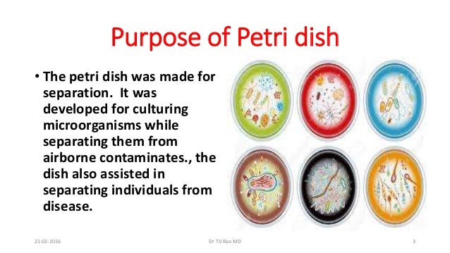 Culturing On Petri Dish