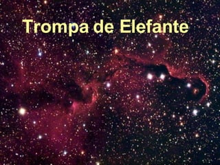 Trompa de Elefante 