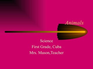 Animals  Science First Grade, Cuba Mrs. Mason,Teacher 