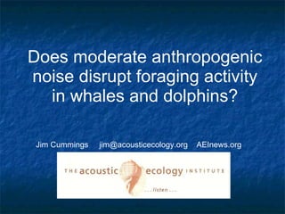 Does moderate anthropogenic noise disrupt foraging activity in whales and dolphins? Jim Cummings  jim@acousticecology.org  AEInews.org  
