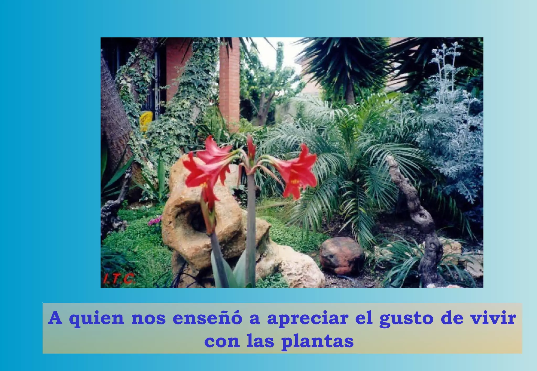 A quien nos enseñó a apreciar el gusto de vivir con las plantas