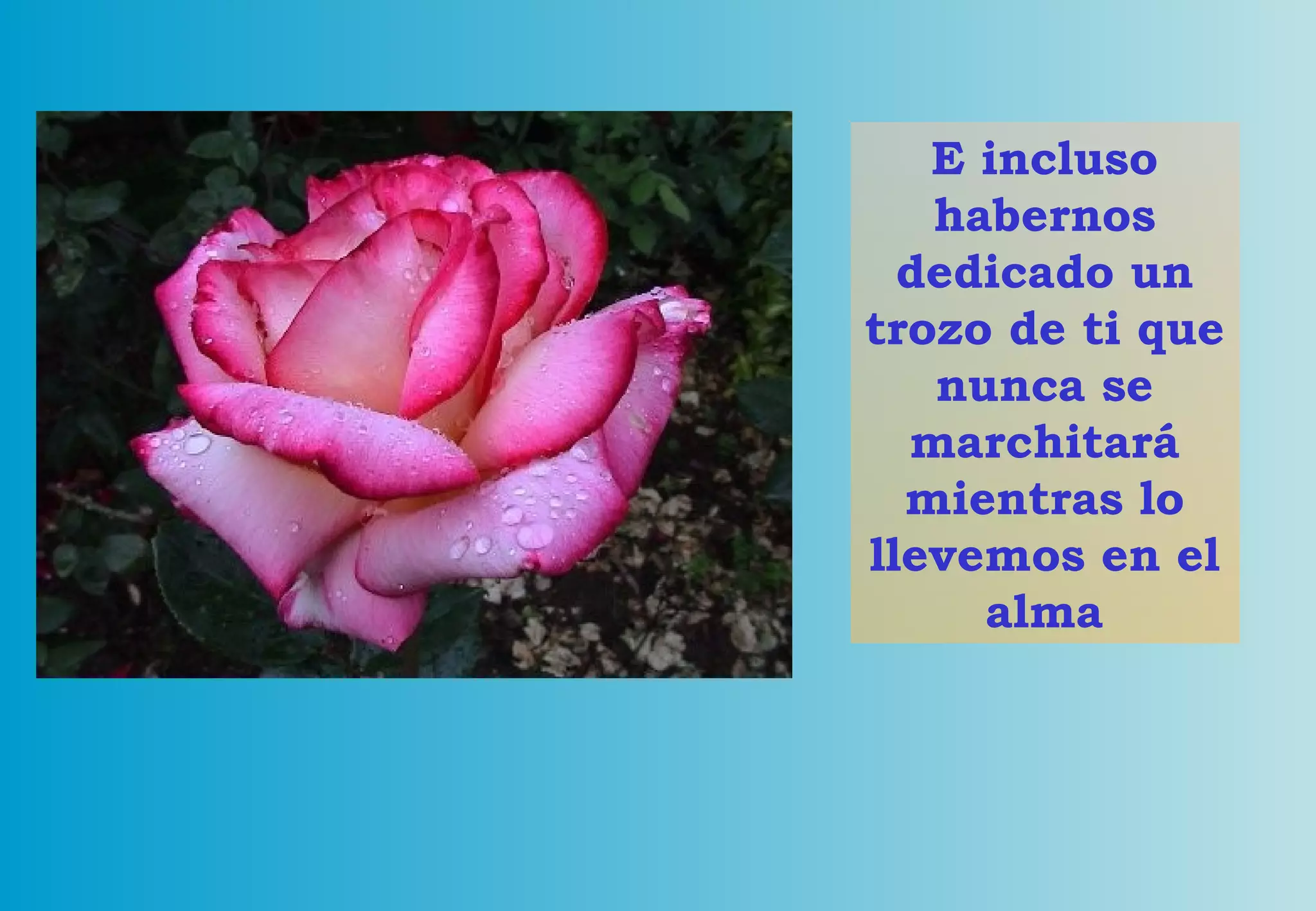 E incluso habernos dedicado un trozo de ti que nunca se marchitará mientras lo llevemos en el alma