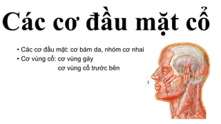 Các cơ đầu mặt cổ
• Các cơ đầu mặt: cơ bám da, nhóm cơ nhai
• Cơ vùng cổ: cơ vùng gáy
cơ vùng cổ trước bên
 