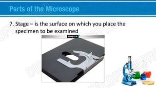 Parts of the Microscope 
7. Stage – is the surface on which you place the 
specimen to be examined 
 