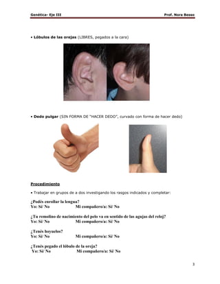 Genética- Eje III

Prof. Nora Besso

• Lóbulos de las orejas (LIBRES, pegados a la cara)

• Dedo pulgar (SIN FORMA DE “HACER DEDO”, curvado con forma de hacer dedo)

Procedimiento
• Trabajar en grupos de a dos investigando los rasgos indicados y completar:

¿Podés enrollar la lengua?
Yo: Sí/ No
Mi compañero/a: Sí/ No
¿Tu remolino de nacimiento del pelo va en sentido de las agujas del reloj?
Yo: Sí/ No
Mi compañero/a: Sí/ No
¿Tenés hoyuelos?
Yo: Sí/ No

Mi compañero/a: Sí/ No

¿Tenés pegado el lóbulo de la oreja?
Yo: Sí/ No
Mi compañero/a: Sí/ No
3

 
