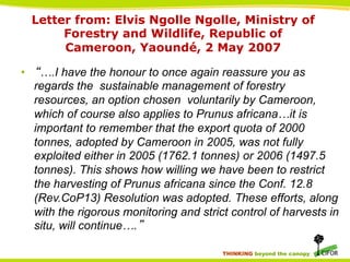 Letter from: Elvis Ngolle Ngolle, Ministry of
Forestry and Wildlife, Republic of
Cameroon, Yaoundé, 2 May 2007
•  “….I have the honour to once again reassure you as
regards the sustainable management of forestry
resources, an option chosen voluntarily by Cameroon,
which of course also applies to Prunus africana…it is
important to remember that the export quota of 2000
tonnes, adopted by Cameroon in 2005, was not fully
exploited either in 2005 (1762.1 tonnes) or 2006 (1497.5
tonnes). This shows how willing we have been to restrict
the harvesting of Prunus africana since the Conf. 12.8
(Rev.CoP13) Resolution was adopted. These efforts, along
with the rigorous monitoring and strict control of harvests in
situ, will continue….” 	

THINKING beyond the canopy

 