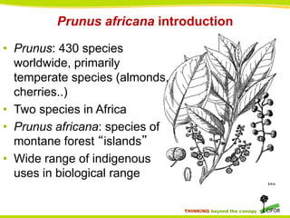Prunus africana introduction
•  Prunus: 430 species
worldwide, primarily
temperate species (almonds,
cherries..)
•  Two species in Africa
•  Prunus africana: species of
montane forest “islands”
•  Wide range of indigenous
uses in biological range
THINKING beyond the canopy

 