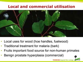 Local and commercial utilisation

• 
• 
• 
• 

Local uses for wood (hoe handles, fuelwood)
Traditional treatment for malaria (bark)
Fruits important food source for non-human primates
Benign prostate hyperplasia (commercial)
THINKING beyond the canopy

 
