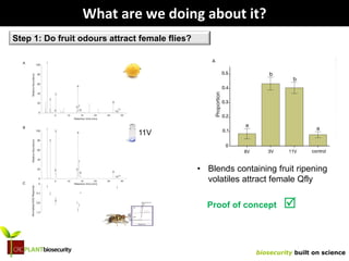biosecurity built on science
What are we doing about it?
Step 1: Do fruit odours attract female flies?
• Blends containing fruit ripening
volatiles attract female Qfly
Proof of concept 
11V
 