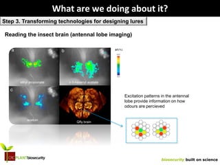 biosecurity built on science
What are we doing about it?
Step 3. Transforming technologies for designing lures
Excitation patterns in the antennal
lobe provide information on how
odours are percieved
ethyl propionate z-3-hexenyl acetate
acetoin
Qfly brain
Reading the insect brain (antennal lobe imaging)
 
