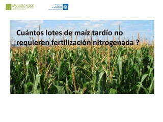 Cuántos lotes de maíz tardío no
requieren fertilización nitrogenada ?
 