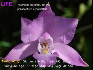 LIFE   :    The photos are great, but the  philosophy is even better!  C uộc  Sống  :   Các  bức  ảnh  đẹp  tuyệt  vời,  nhưng  những  bài  học  từ  cuộc  sống  càng  tuyệt  vời  hơn 
