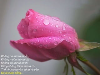 Không có thứ ta muốn, Không muốn thứ ta có, Không có thứ ta thích, Cũng không thích thứ ta có. Thế nhưng ta vẫn sống và yêu. Đó là cuộc sống... 