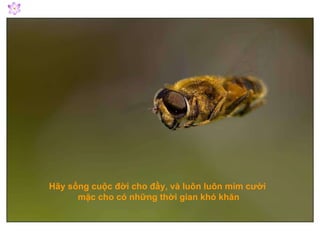 Hãy sống cuộc đời cho đầy, và luôn luôn mỉm cười  mặc cho có những thời gian khó khăn 