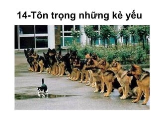 14-Tôn trọng những kẻ yếu
 