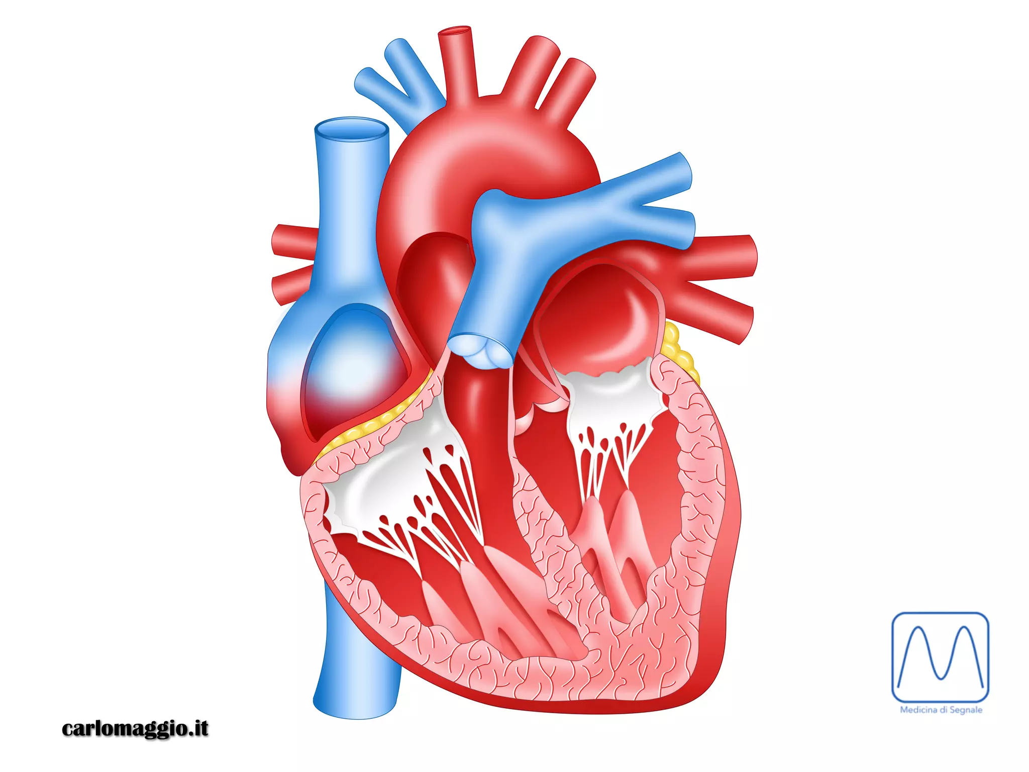 Anatomia e fisiologia del cuore: un insegnamento originale | PDF