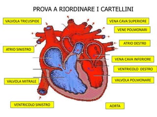 AORTA
ATRIO DESTR0
ATRIO SINISTRO
VENTRICOLO SINISTRO
VENTRICOLO DESTRO
VALVOLA MITRALE
VALVOLA TRICUSPIDE
VALVOLA POLMONARE
VENE POLMONARI
VENA CAVA SUPERIORE
VENA CAVA INFERIORE
PROVA A RIORDINARE I CARTELLINI
 
