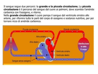 Il sangue segue due percorsi: la grande e la piccola circolazione. La piccola
circolazione è il percorso del sangue dal cuore ai polmoni, dove scambia l’anidride
carbonica con l’ossigeno, e ritorno.
Nella grande circolazione il cuore pompa il sangue dal ventricolo sinistro alle
arterie, per rifornire tutte le parti del corpo di ossigeno e sostanze nutritive, per poi
tornare ricco di anidride carbonica.
 