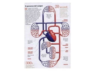 Cuore e circolazione