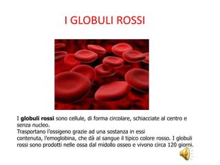 I globuli rossi sono cellule, di forma circolare, schiacciate al centro e
senza nucleo.
Trasportano l’ossigeno grazie ad una sostanza in essi
contenuta, l’emoglobina, che dà al sangue il tipico colore rosso. I globuli
rossi sono prodotti nelle ossa dal midollo osseo e vivono circa 120 giorni.
I GLOBULI ROSSI
 