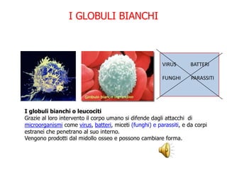 I globuli bianchi o leucociti
Grazie al loro intervento il corpo umano si difende dagli attacchi di
microorganismi come virus, batteri, miceti (funghi) e parassiti, e da corpi
estranei che penetrano al suo interno.
Vengono prodotti dal midollo osseo e possono cambiare forma.
I GLOBULI BIANCHI
VIRUS BATTERI
FUNGHI PARASSITI
 