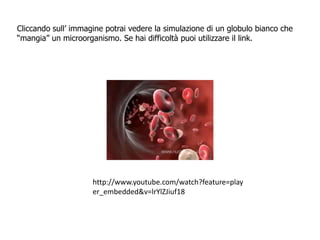 http://www.youtube.com/watch?feature=play
er_embedded&v=lrYlZJiuf18
Cliccando sull’ immagine potrai vedere la simulazione di un globulo bianco che
“mangia” un microorganismo. Se hai difficoltà puoi utilizzare il link.
 