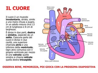 IL CUORE
Il cuore è un muscolo
involontario, striato, simile
a una mano chiusa a pugno.
In un adulto misura circa 13
cm di lunghezza e 8 cm di
larghezza.
È diviso in due parti, destra
e sinistra, separate da un
setto. Ciascuna parte del
cuore è divisa in due
cavità, una superiore
chiamata atrio e una
inferiore detta ventricolo.
Ogni atrio comunica con il
proprio ventricolo per mezzo
di una valvola: quella
sinistra si chiama mitrale
quella destra tricuspide.
OSSERVA BENE, MEMORIZZA, POI GIOCA CON LA PROSSIMA DIAPOSITIVA
 