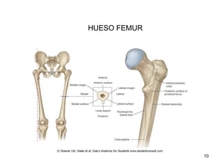 HUESO FEMUR
10
 