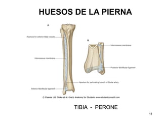 HUESOS DE LA PIERNA
TIBIA - PERONE
11
 
