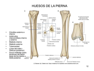 HUESOS DE LA PIERNA
• Cóndilos externo e
interno
• tubérculos
intercondíleos interno
y externo
• Maléolo interno
• Maléolo externa
• Tuberosidad
• Línea del soleo -
Oblicua (posterior)
• Surco maleolar (para
tendones del flexor
largo de los dedos y
tibial posterior.
12
 