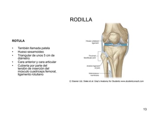 RODILLA
ROTULA
• También llamada patela
• Hueso sesamoideo
• Triangular de unos 5 cm de
diámetro
• Cara anterior y cara articular
• Cubierta por parte del
tendón de inserción del
músculo cuadriceps femoral,
ligamento rotuliano
13
 