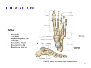 TARSO
• Astrágalo
• Calcáneo
• Escafoides (navicular)
• Cuboides
• Cuneiforme interno
• Cuneifome medio
• Cuneiforme externo
HUESOS DEL PIE
14
 
