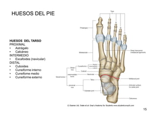 HUESOS DEL PIE
HUESOS DEL TARSO
PROXIMAL
• Astrágalo
• Calcáneo
INTERMEDIO
• Escafoides (navicular)
DISTAL
• Cuboides
• Cuneiforme interno
• Cuneifome medio
• Cuneiforme externo
15
 