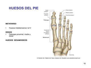 HUESOS DEL PIE
METATARSO
• Huesos metatarsianos I al V
DEDOS
• Falanges proximal, media y
distal.
HUESOS SESAMOIDEOS
16
 