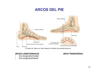 ARCOS DEL PIE
17
ARCOS LONGITUDINALES ARCO TRANSVERSAL
• Arco longitudinal medial
• Arco longitudinal lateral
 