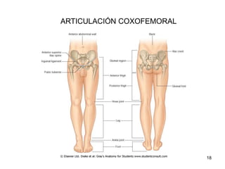 ARTICULACIÓN COXOFEMORAL
18
 