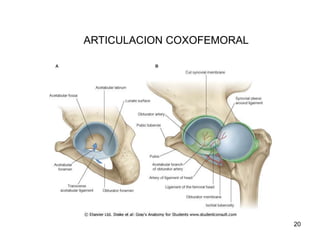 ARTICULACION COXOFEMORAL
20
 