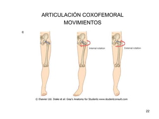 ARTICULACIÓN COXOFEMORAL
MOVIMIENTOS
22
 