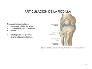 ARTICULACION DE LA RODILLA
Tres superficies articulares:
• extremidad inferior del fémur
• Extremidad superior de la tibia.
• Rótula.
• Une la pierna con el fémur.
• Es una articulación troclear.
23
 