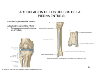 ARTICULACION DE LOS HUESOS DE LA
PIERNA ENTRE SI
Articulación peroneotibial superior
Articulación peroneotibial inferior
• Ambas pertenecen al grupo de
las artrodias.
24
 