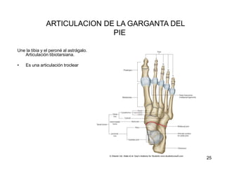 ARTICULACION DE LA GARGANTA DEL
PIE
Une la tibia y el peroné al astrágalo.
Articulación tibiotarsiana.
• Es una articulación troclear
25
 