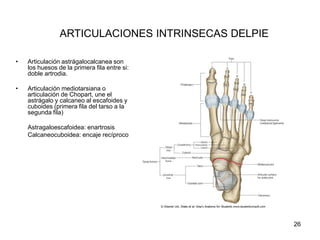ARTICULACIONES INTRINSECAS DELPIE
• Articulación astrágalocalcanea son
los huesos de la primera fila entre si:
doble artrodia.
• Articulación mediotarsiana o
articulación de Chopart, une el
astrágalo y calcaneo al escafoides y
cuboides (primera fila del tarso a la
segunda fila)
Astragaloescafoidea: enartrosis
Calcaneocuboidea: encaje recíproco
26
 