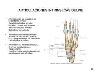 ARTICULACIONES INTRINSECAS DELPIE
• Articulación de los huesos de la
segunda fila entre si:
Escafoidocuboidea: artrodia
Escafoidocuneal: tres artrodias
Intercuneales: dos artrodias
Cuboidocuneal: artrodia
• Articulación Tarsometatarsiana o
articulación de Lysfranc, une los
cinco metatarsianos a las tres cuñas
y el cuboides: artrodias.
• Articulaciones intermetatarsianas,
El primer metatarsiano es
independiente.
Los otros cuatro se articulan entre si
constituyendo tres artrodias.
27
 